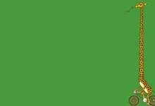 bike ride giraffes long 1280x800 wallpaper Art HD Wallpaper
